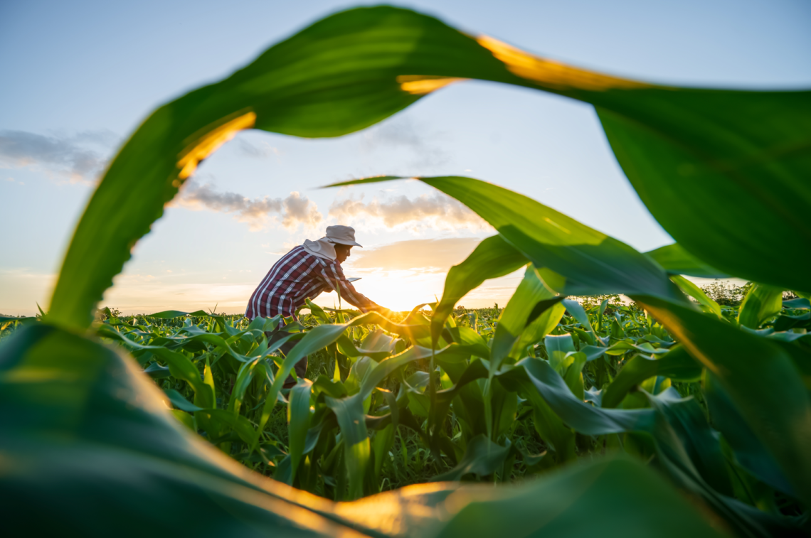 man working in a field of green corn
