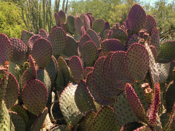 Purple Prickly Pear cactus - May 2022 AzCRH Newsletter