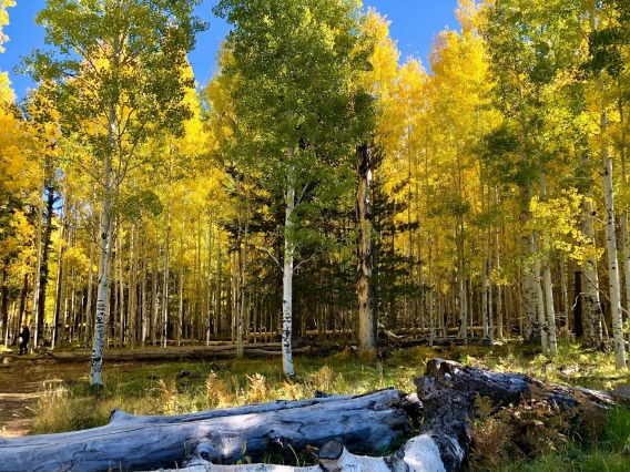 aspen trees with fall foliage green and yellow leaves with white bark