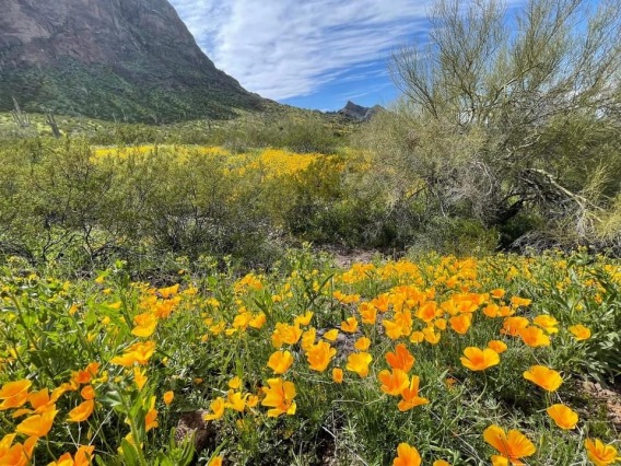 wildflowers blooming at Picacho Peak