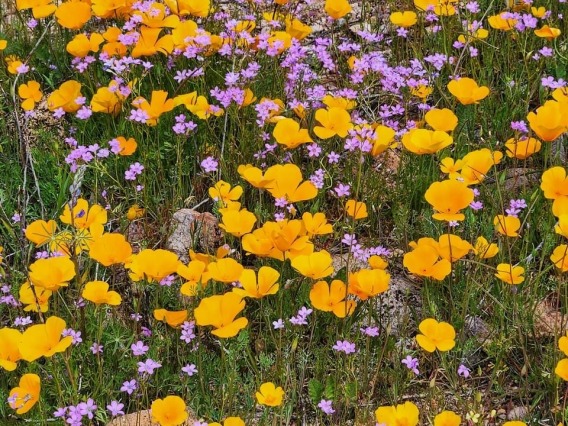 orange Mexican poppies and purple wildflowers blooming