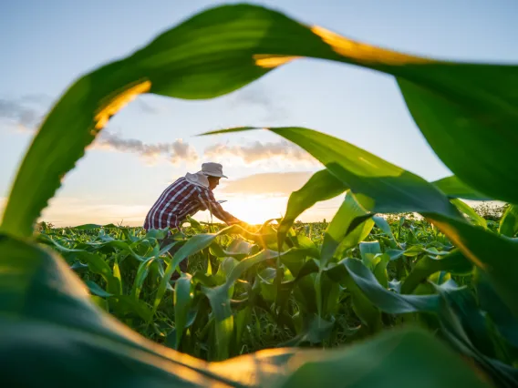 man working in a field of green corn