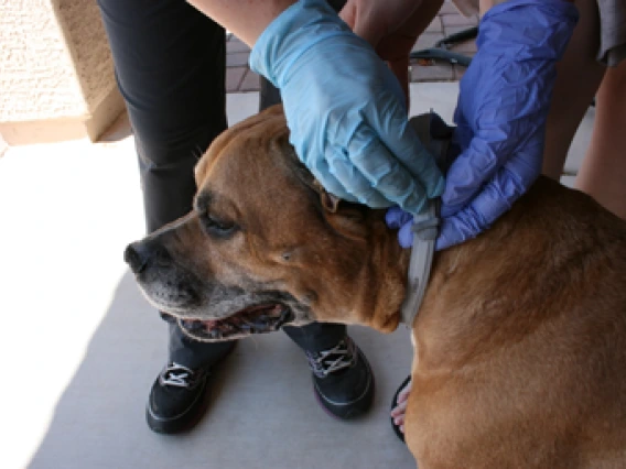 vet treating a dog