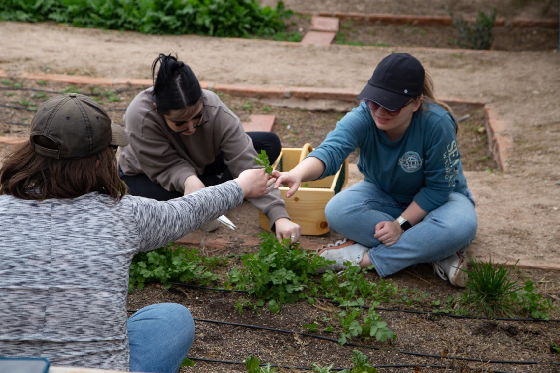 three women sitting on the ground wearing caps working with plants