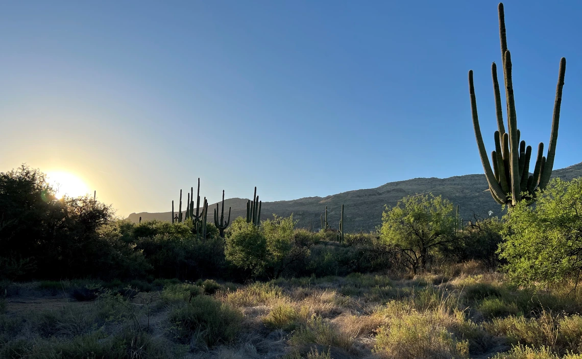 Desert landscape