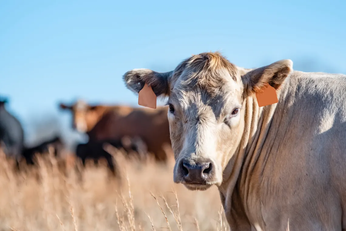 cow with tags in its ears